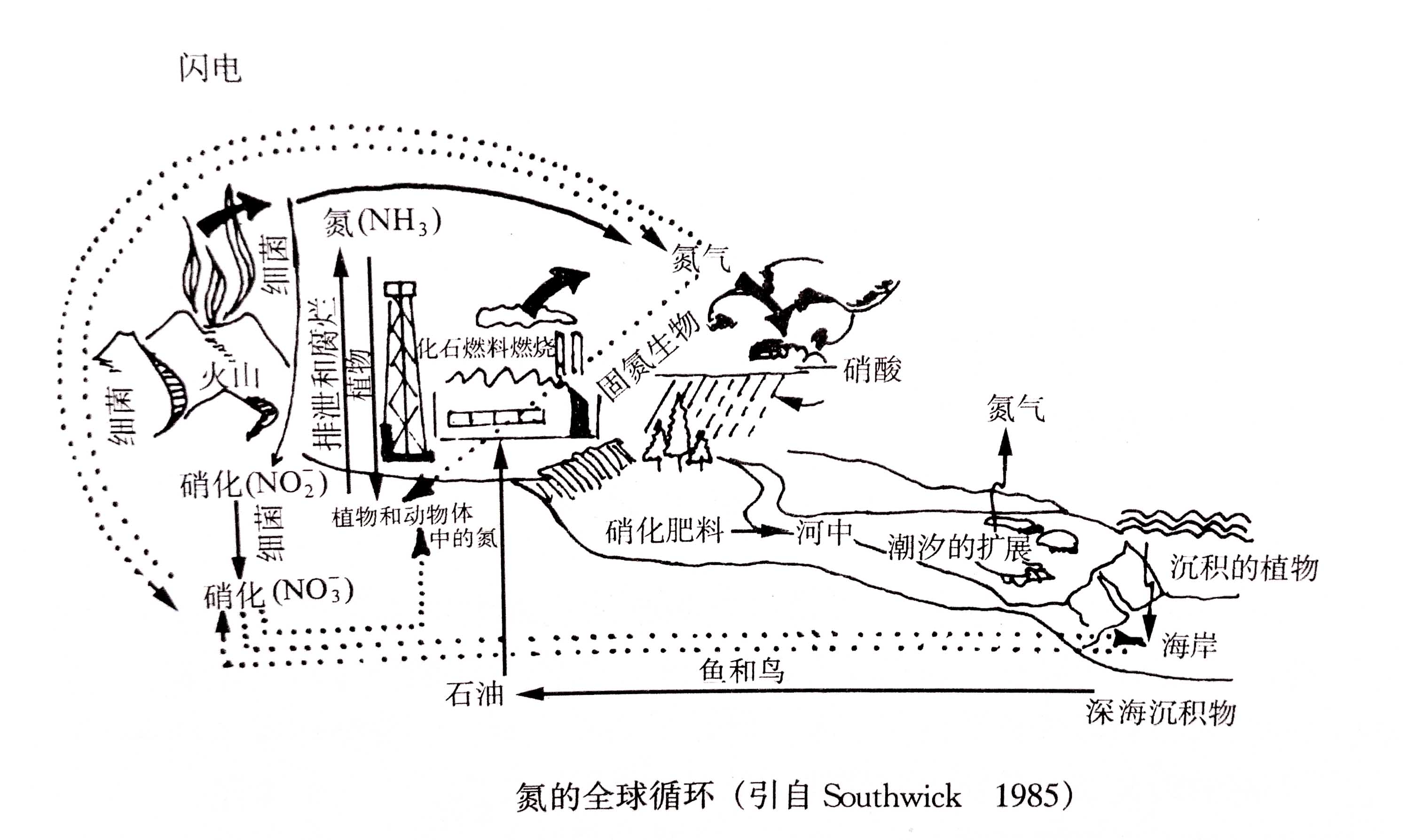 生態(tài)系統的物質(zhì)循環(huán)——氮、磷、硫循環(huán)